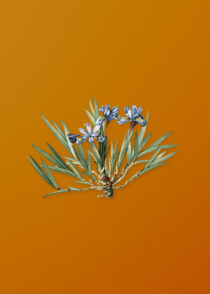 Vintage Dwarf Crested Iris