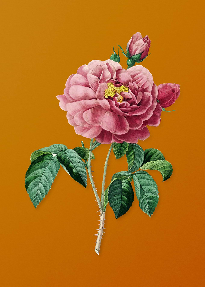 Vintage Gallic Rose Flower