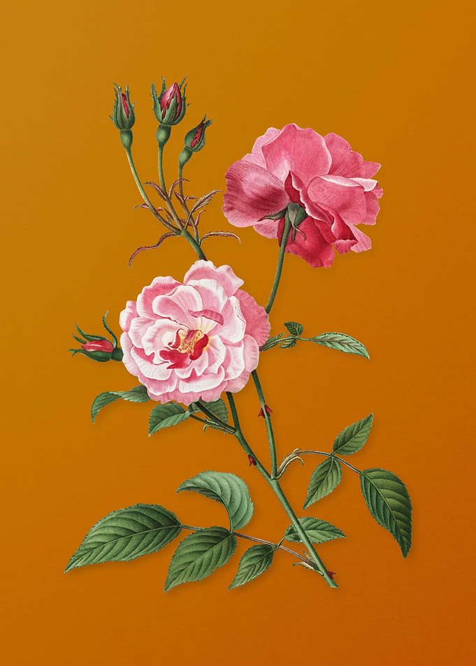 Vintage Ever Blowing Rose