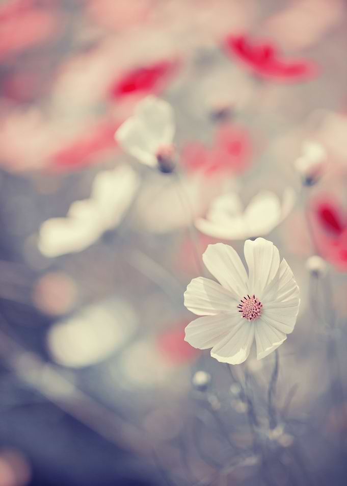 Summer flowers in garden