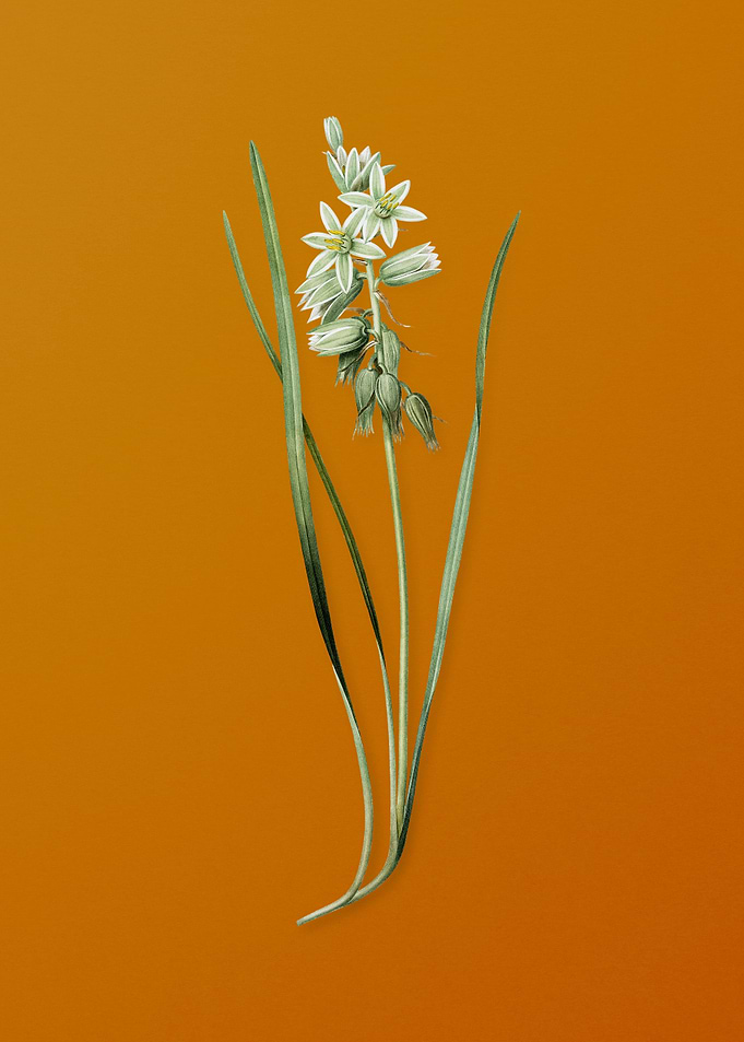 Drooping Star of Bethlehem
