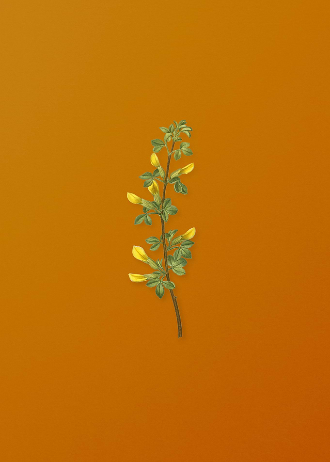 Vintage Common Cytisus