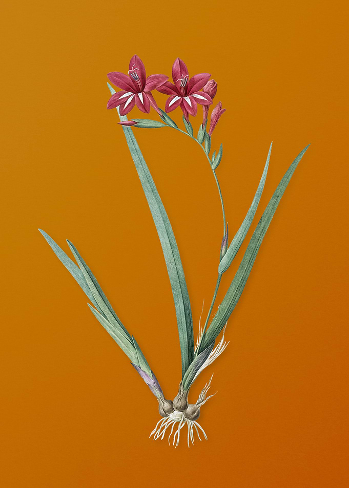 Gladiolus Cardinalis