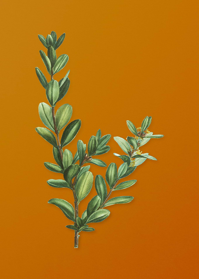 Buxus Colchica Bush Flower