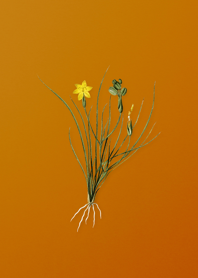 Golden Blue eyed Grass