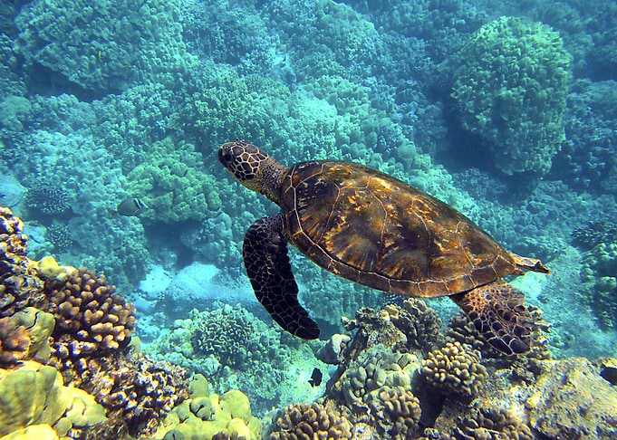 Sea Turtle Underwater