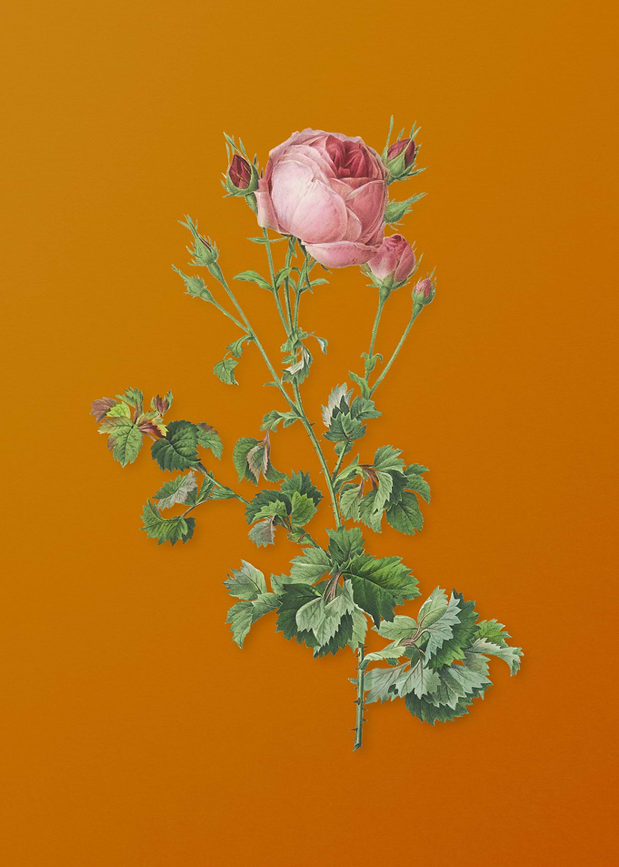 Celery Leaved Cabbage Rose