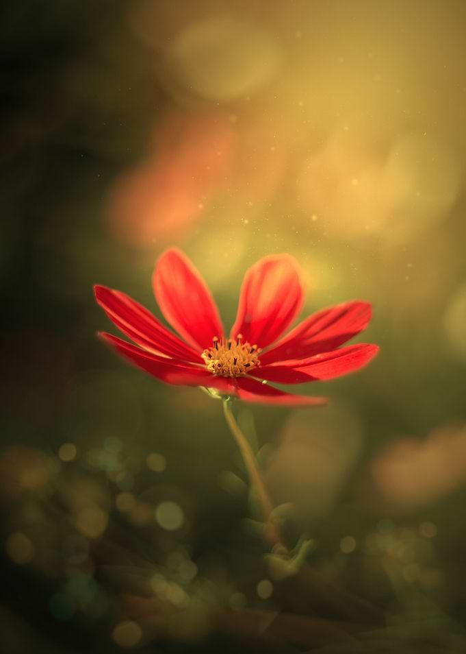 Red flowers, garden, macro