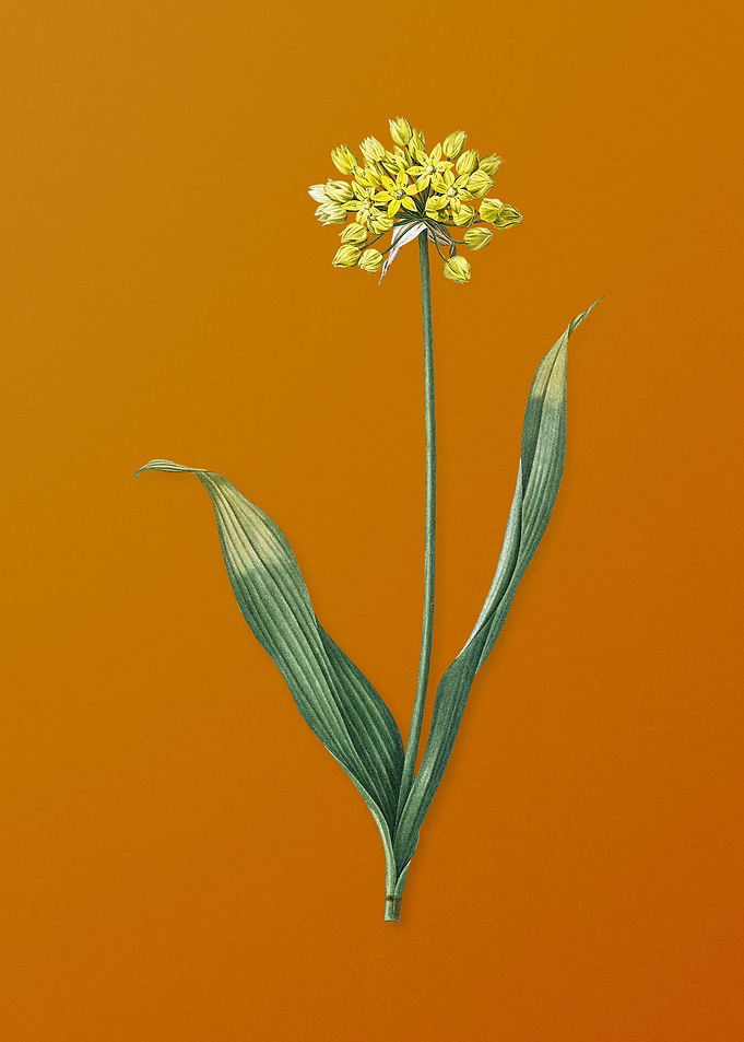Vintage Golden Garlic
