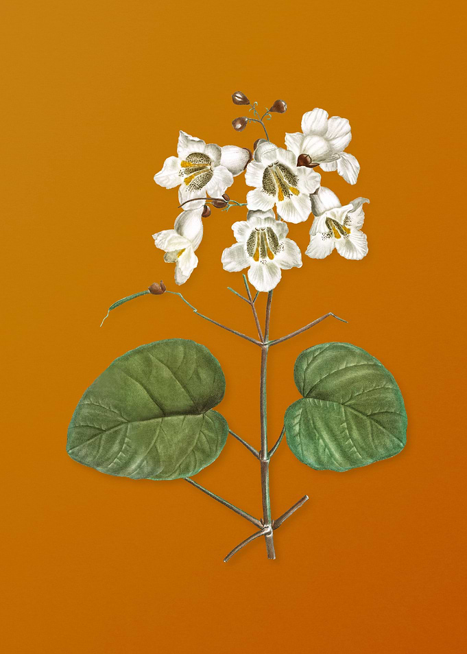 Catalpa Cordifolia Flower