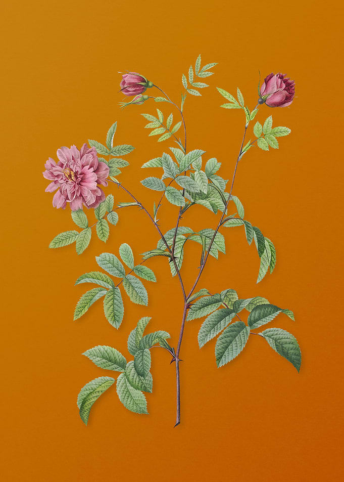 Vintage Cinnamon Rose