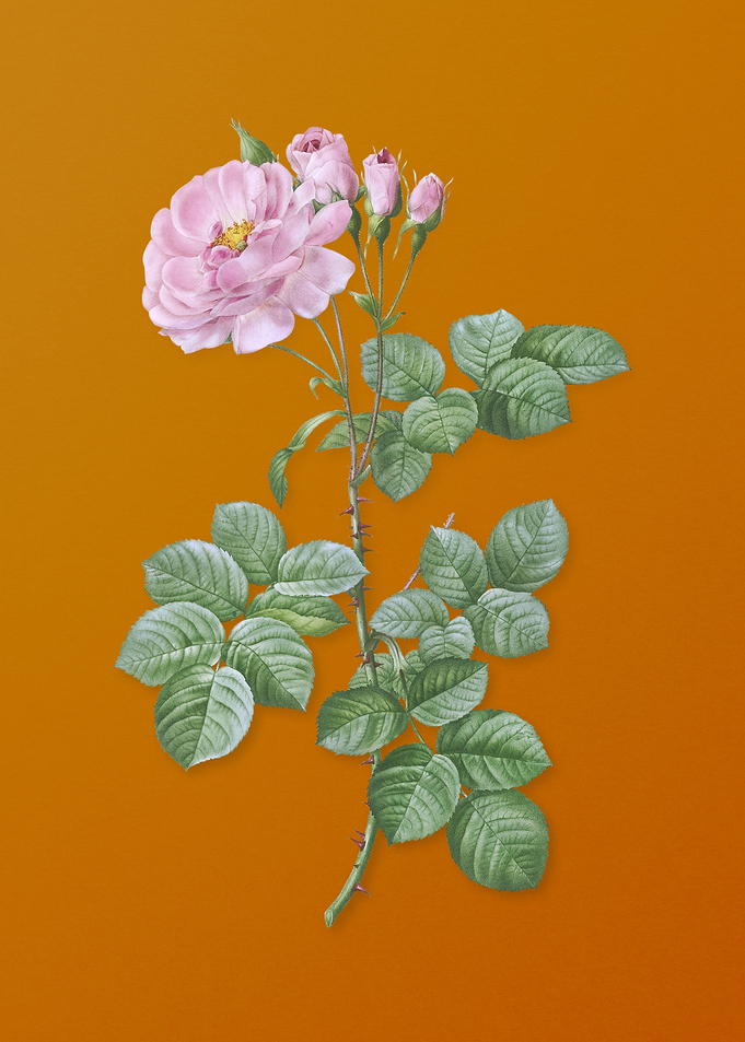 Vintage Damask Rose Flower