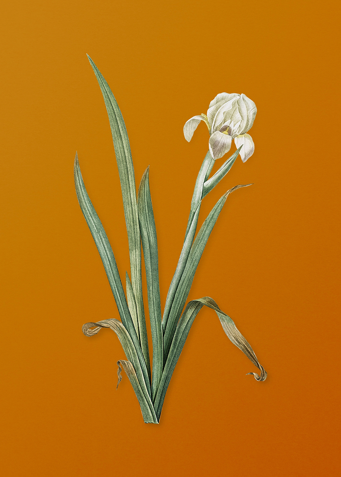 Vintage Crimean Iris