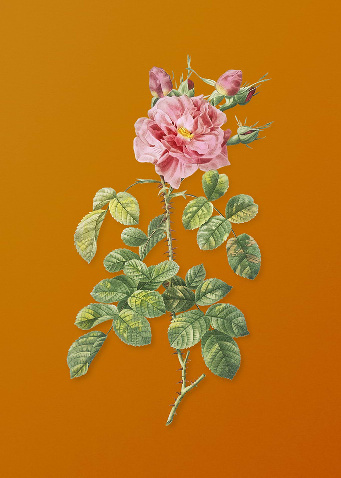 Four Seasons Rose in Bloom