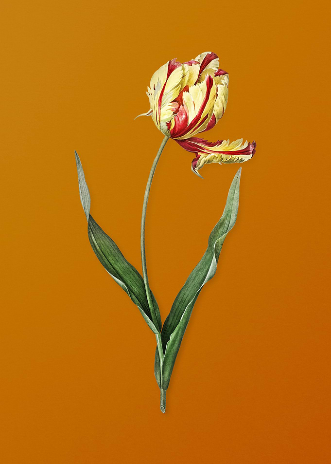 Vintage Didiers Tulip