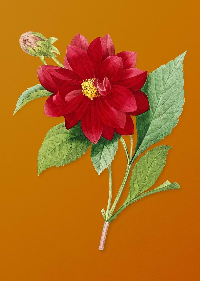 Vintage Double Dahlias