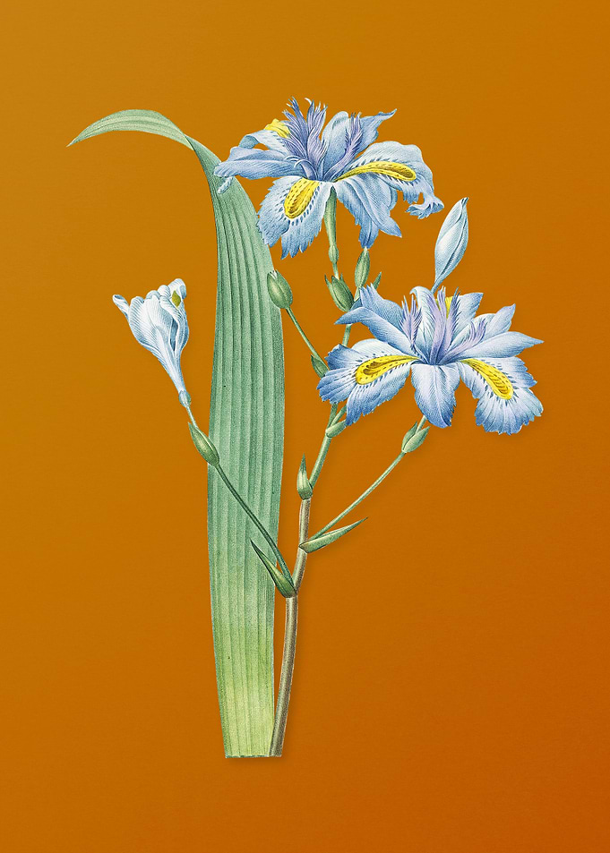 Butterfly Iris Fimbriata