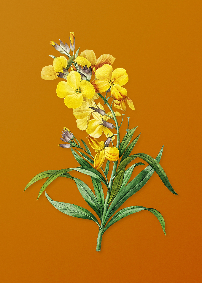Vintage Cheiranthus Flower