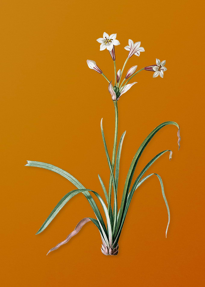 Crytanthus Vittatus Flower