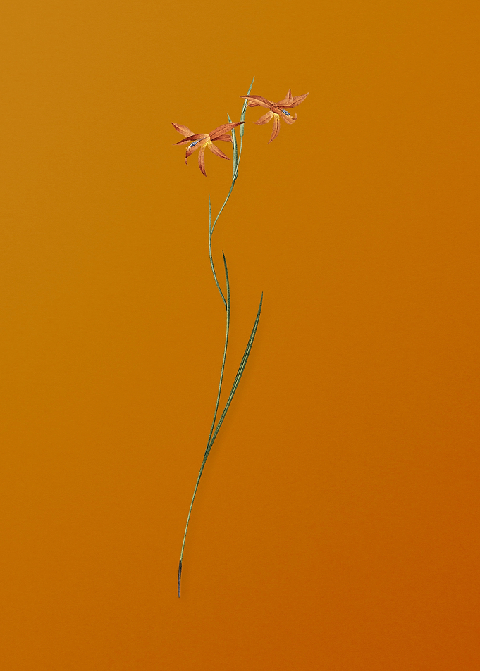 Gladiolus Watsonius Flower