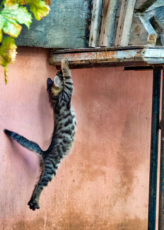 Kitten jumping