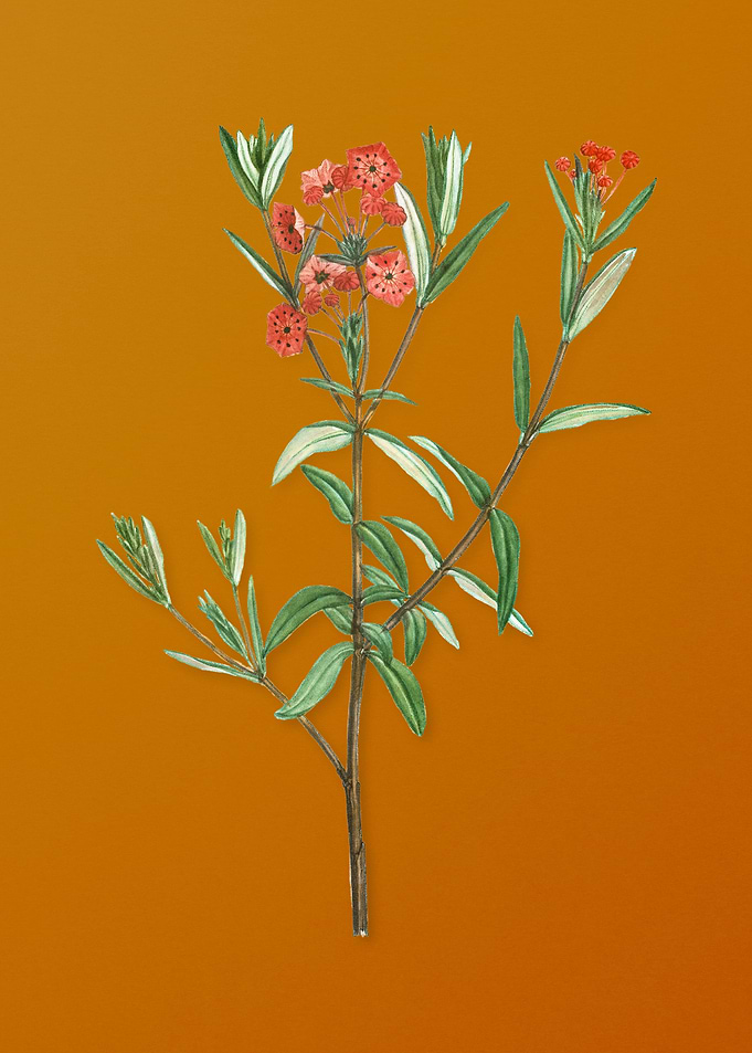 Vintage Bog Laurel Bloom