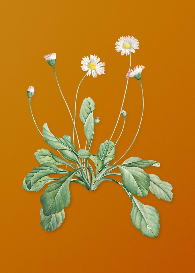 Vintage Daisy Flowers