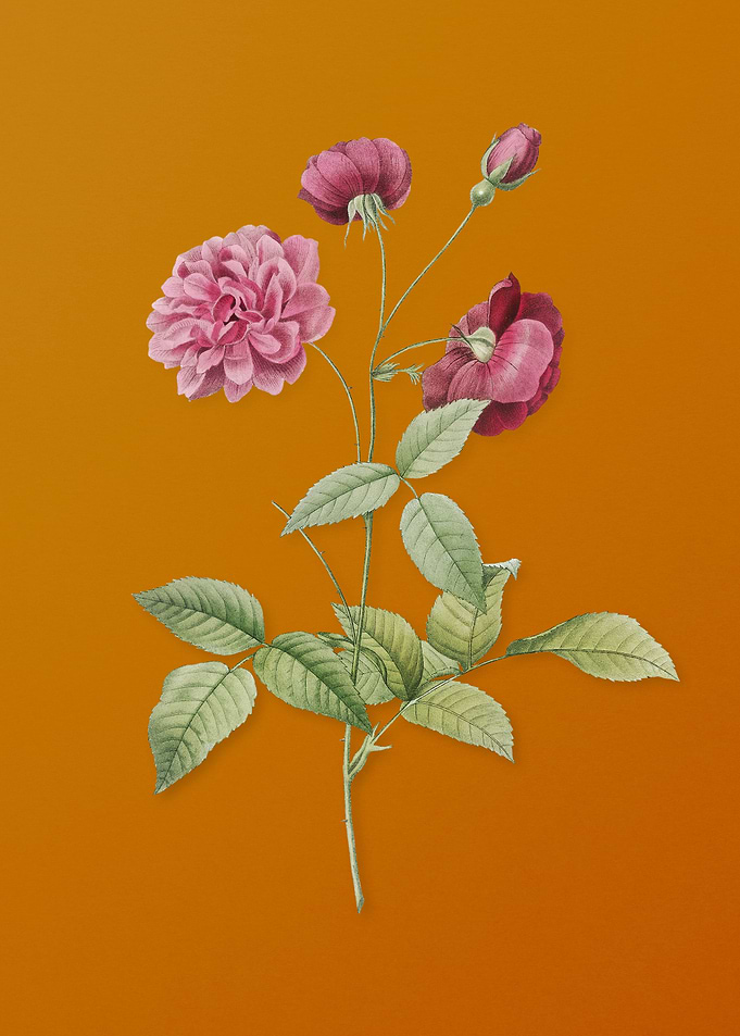 Vintage China Rose Flower