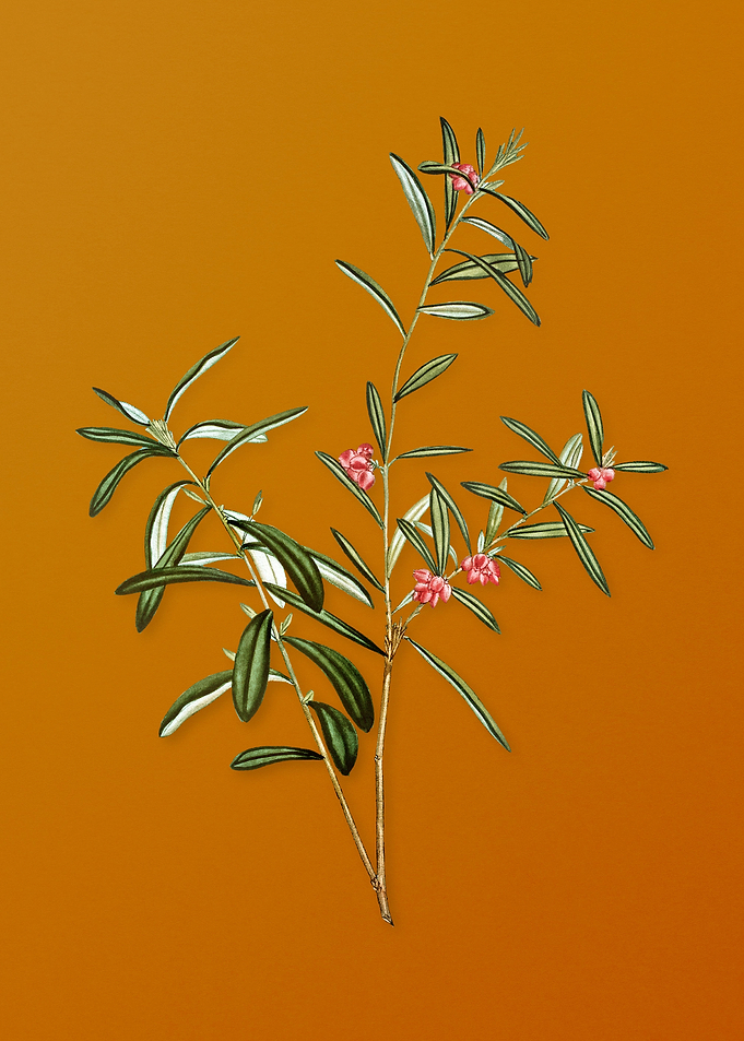 Vintage Bog Rosemary Bush