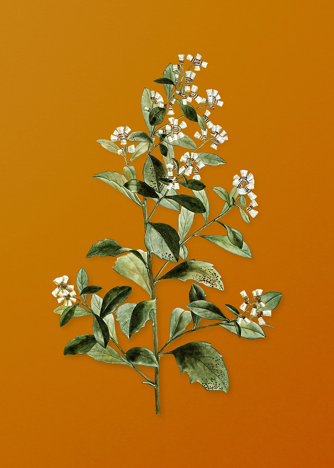 Vintage Eastern Baccharis