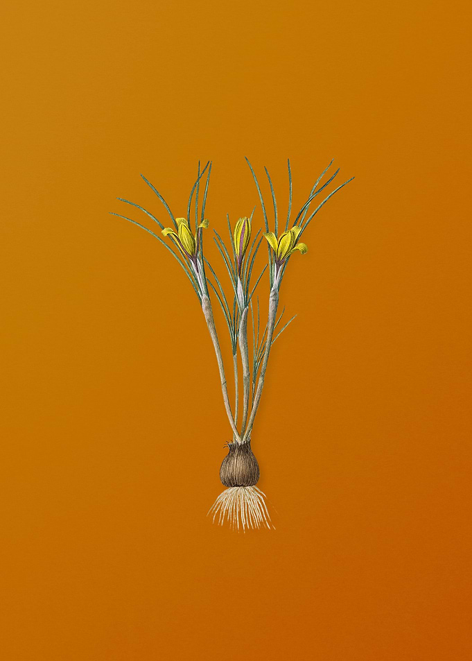 Cloth of Gold Crocus