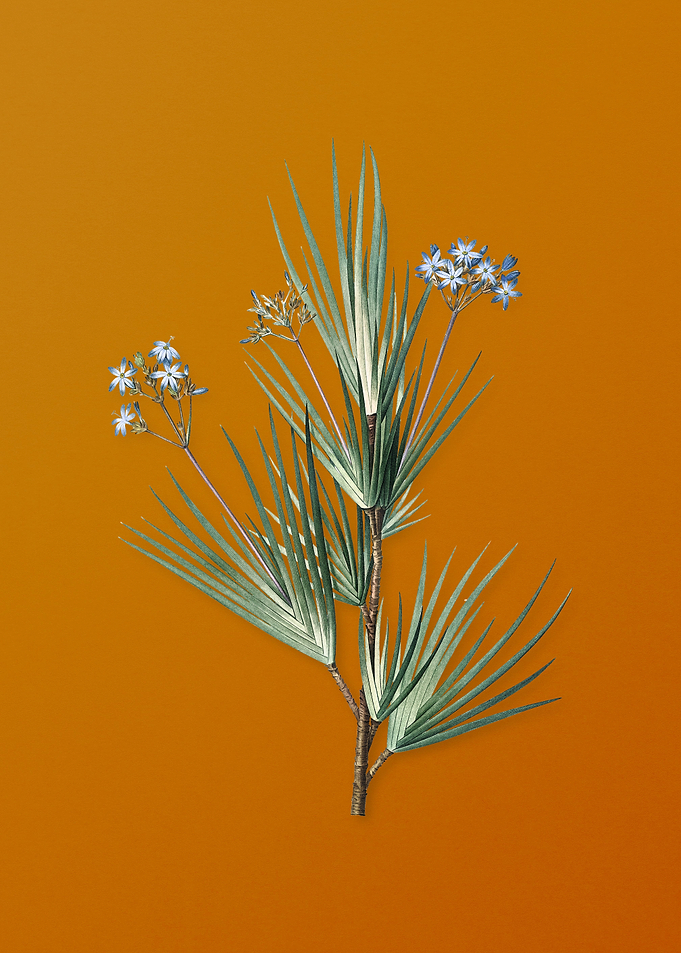 Vintage Blue Stars Flower
