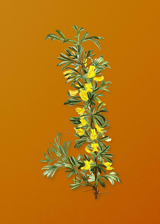 Vintage Caragana Spinosa