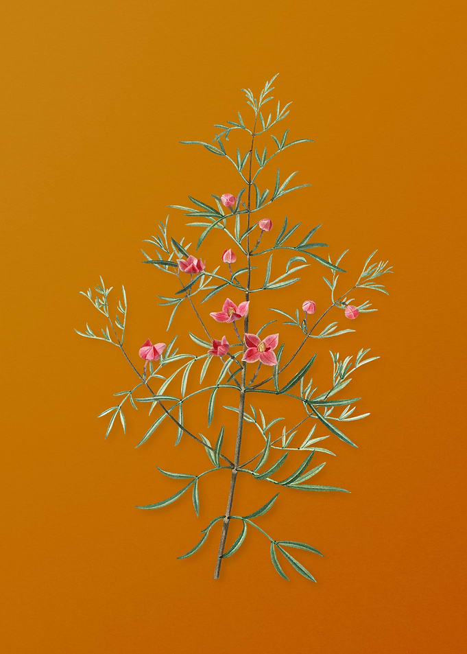 Vintage Boronia Pinnata