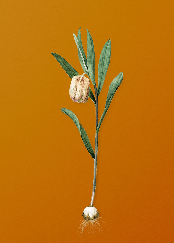 Fritillaria Latifolia