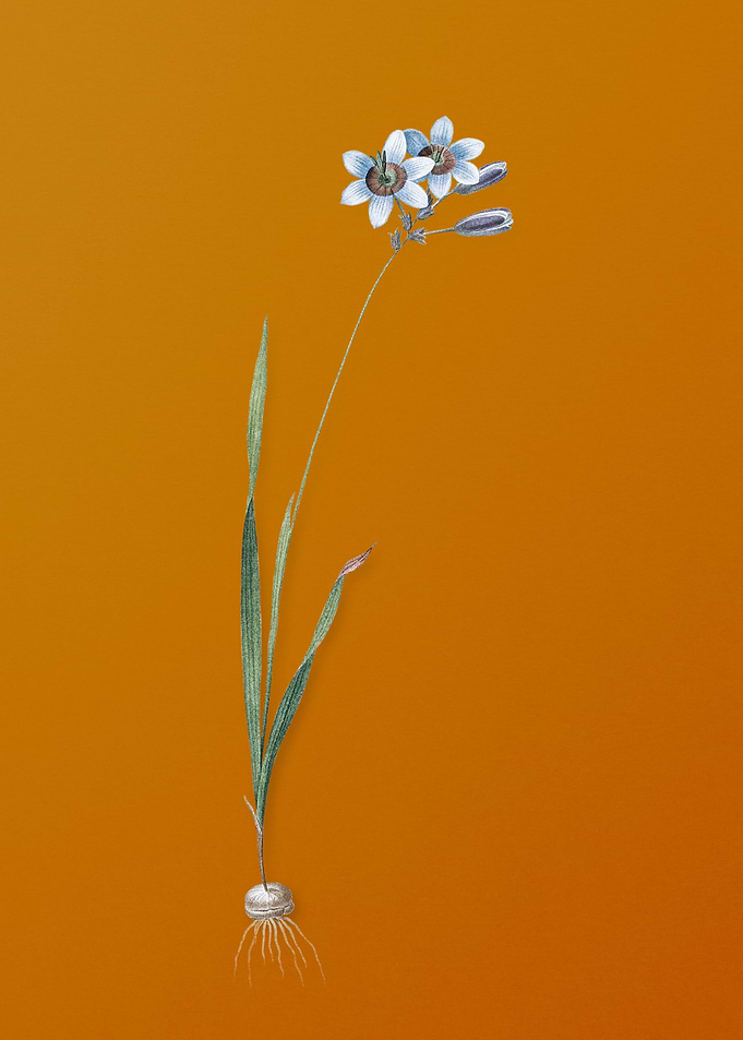 Vintage Galaxia Ixiaeflora