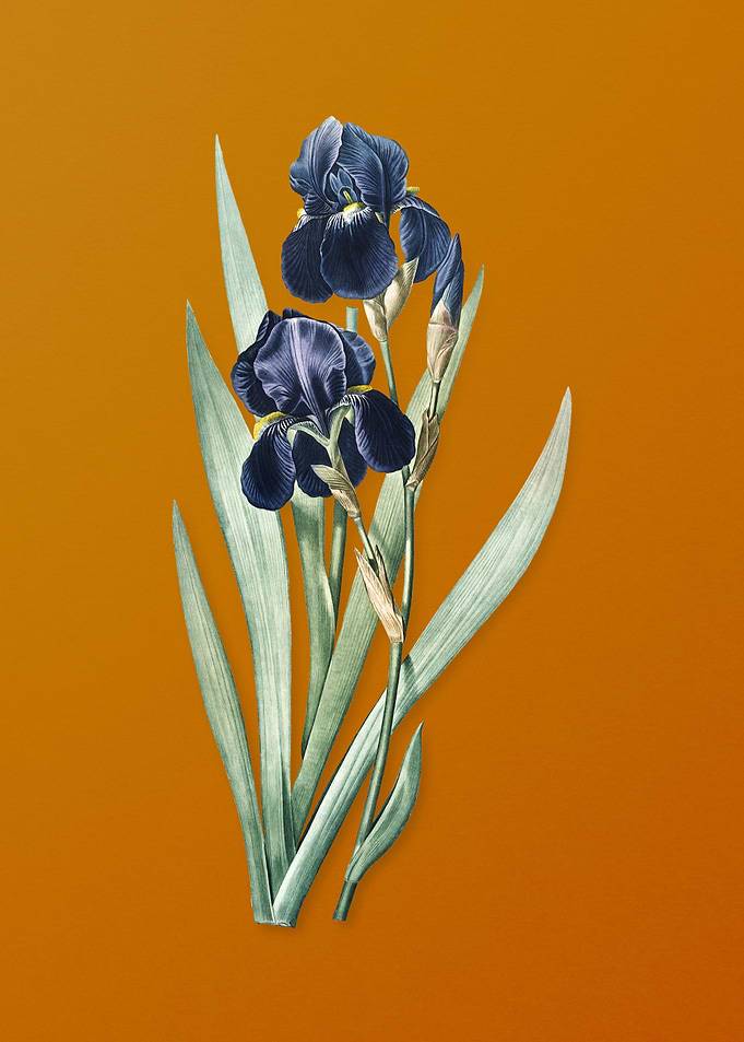 Vintage German Iris Flower
