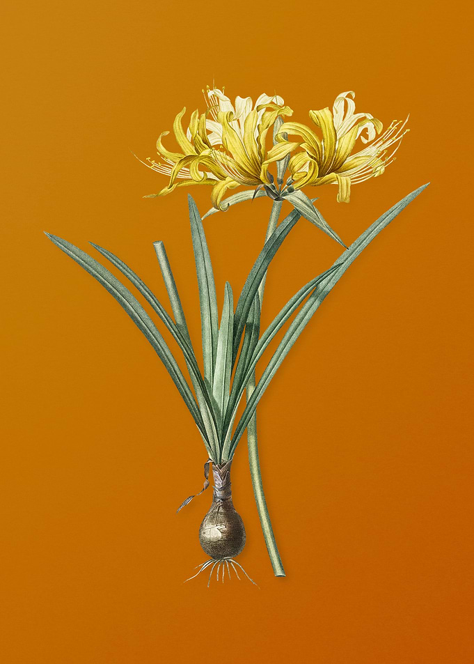 Golden Hurricane Lily