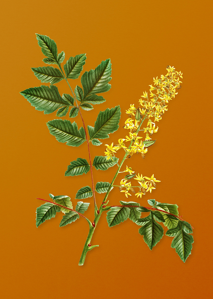 Vintage Golden Rain Tree