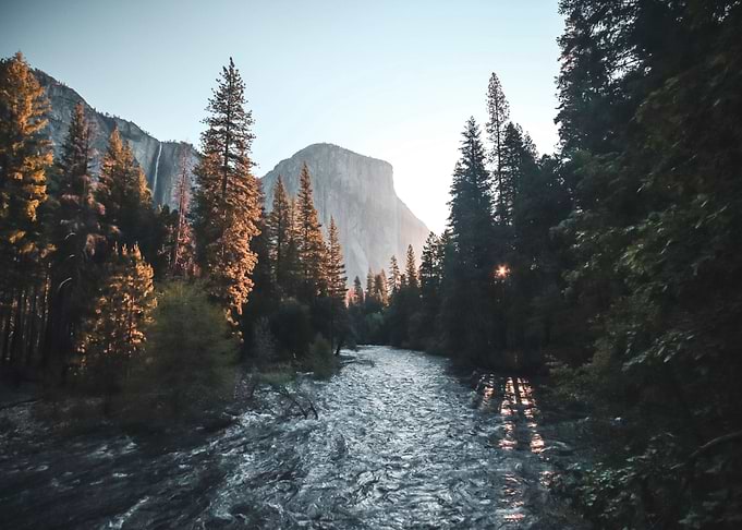 Forest at Lake Nature