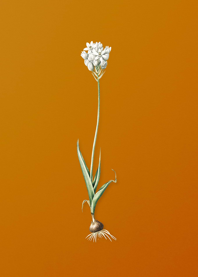 Vintage Chincherinchee