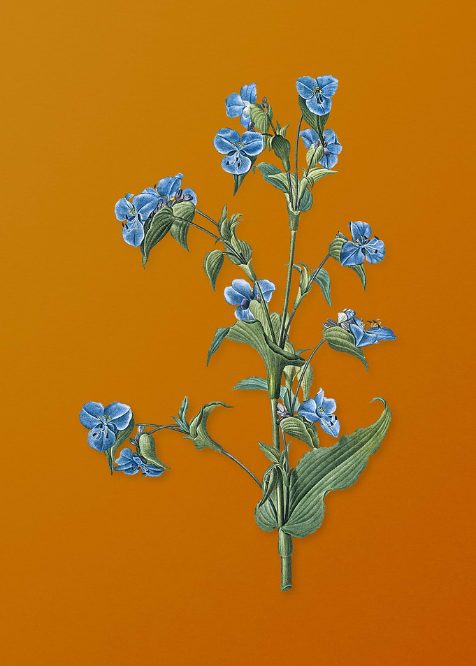 Vintage Commelina Tuberosa