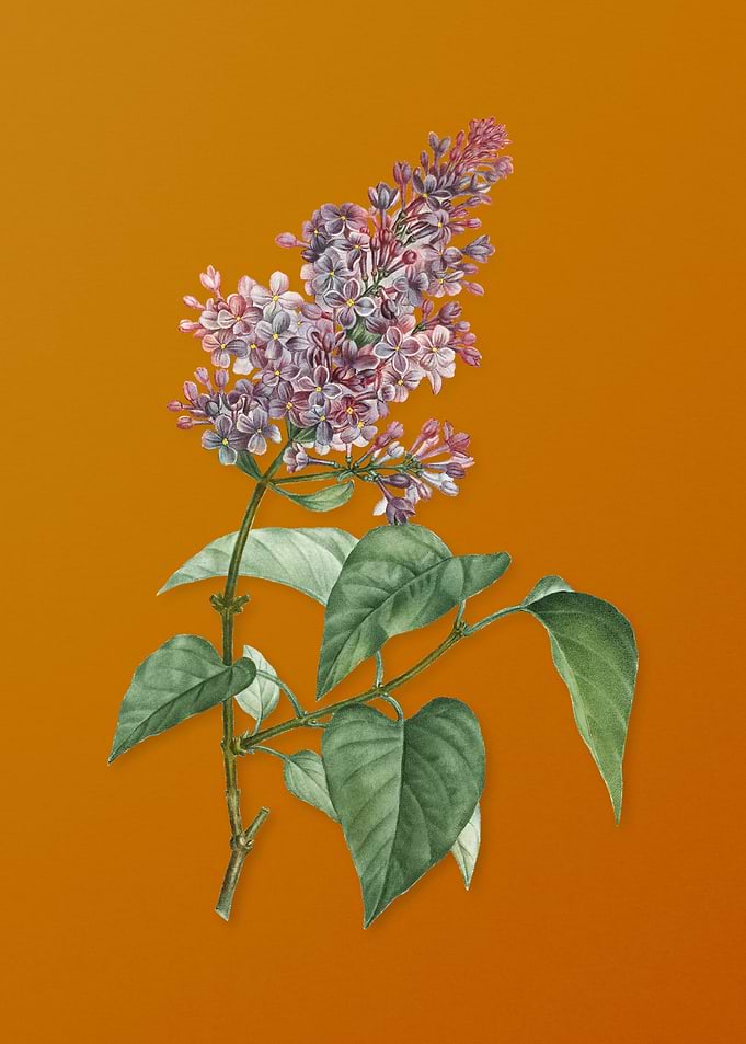 Common Pink Lilac Plant