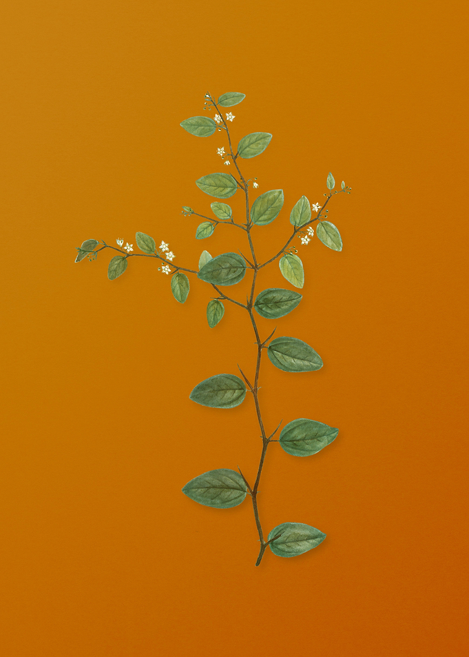 Vintage Christs Thorn