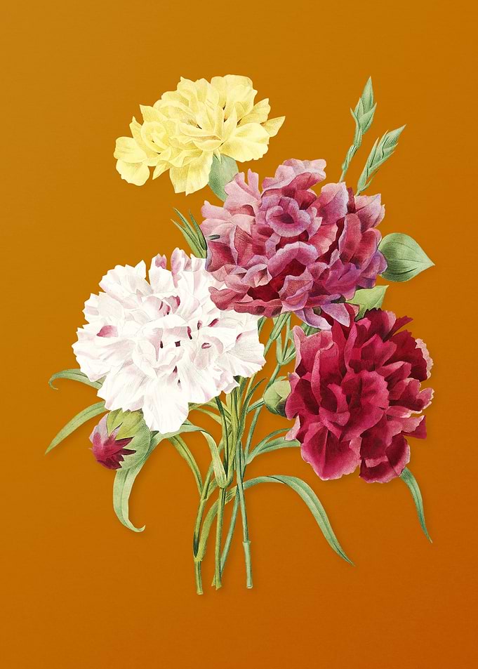 Vintage Carnation Flower