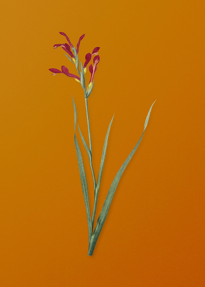 Vintage Gladiolus Cunonius