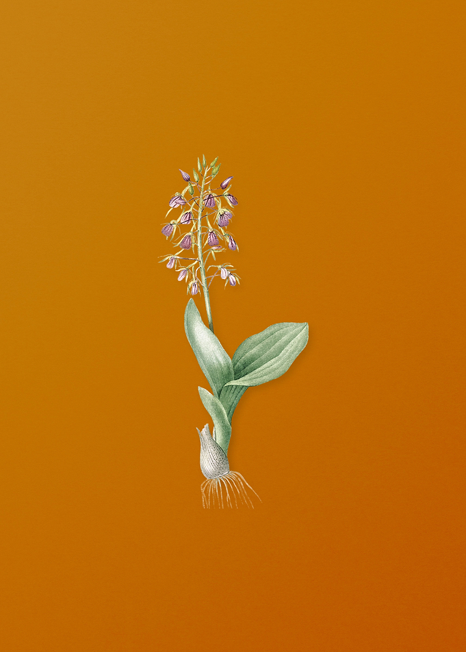 Brown Widelip Orchid