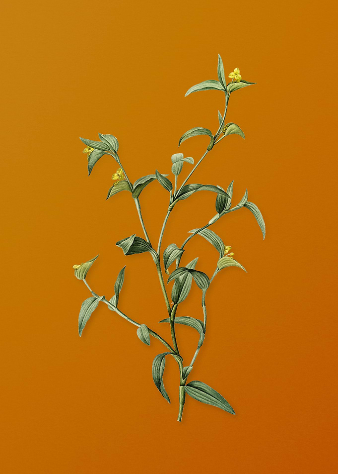 Vintage Commelina Africana