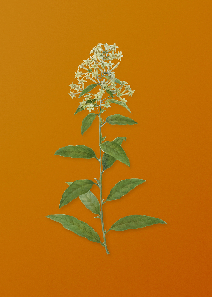 Vintage Green Cestrum