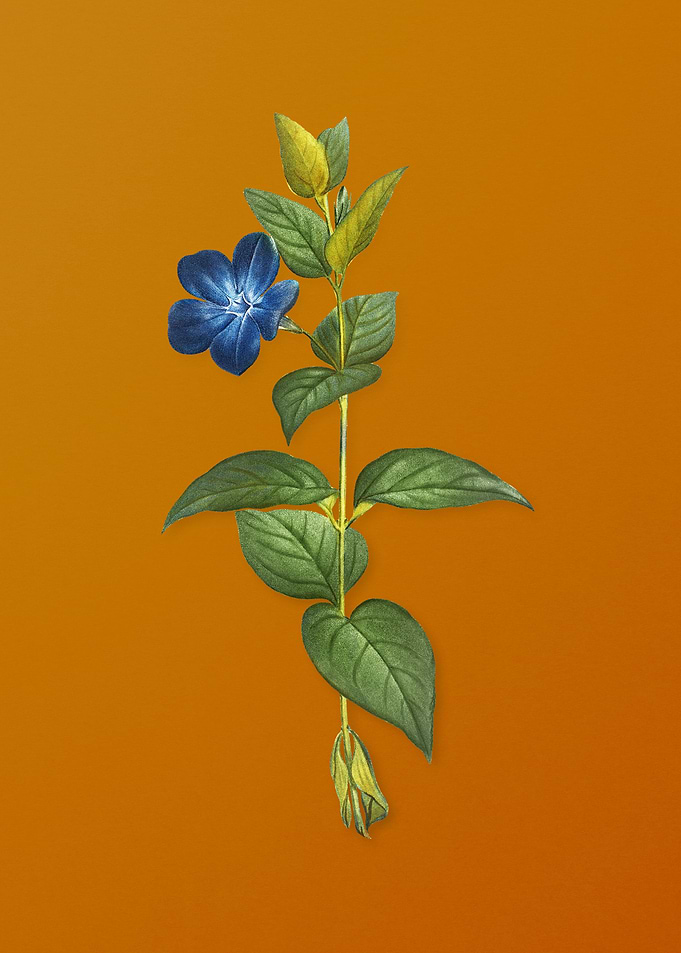 Greater Periwinkle Flower